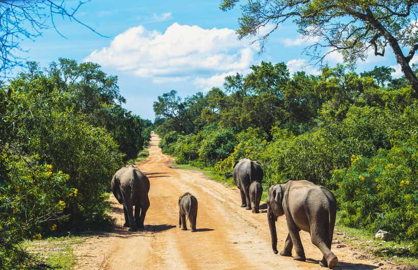 Yala National Park: Leopard Safari Half/Full-Day Safari - Who this safari suits best