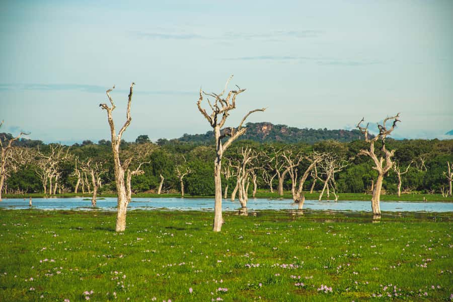 Yala National Park: Leopard Safari Half/Full-Day Safari - Your timing choice: sunrise versus late afternoon light