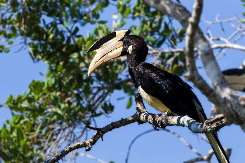 Yala National Park: Leopard Safari Tour with Park Tickets - Birdwatching at 215 Species: How to Get More Than Leopards Out of Yala