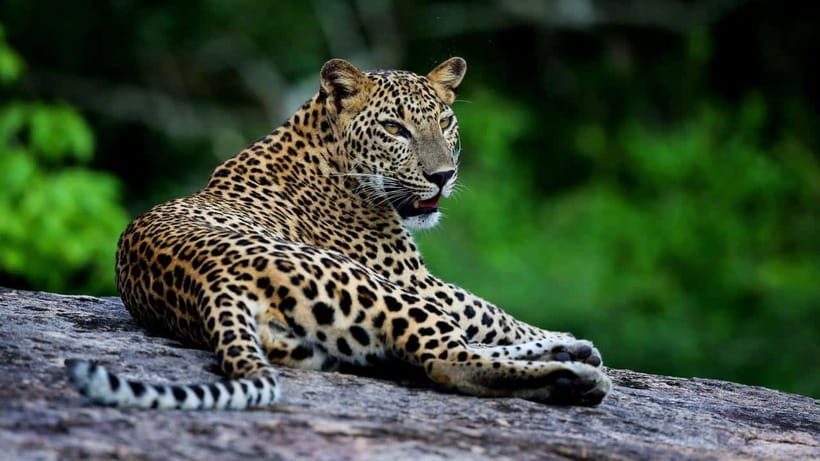 Yala National Park: Leopard Safari Tour with Park Tickets - Park Tickets, Water, Fruit, and Camera Time: Small Details That Add Up