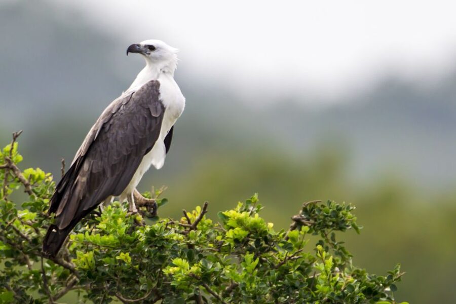 Yala National Park: Morning or Afternoon Golden Hour Safari - Who Should Book This Golden Hour Safari, and Who Might Skip It