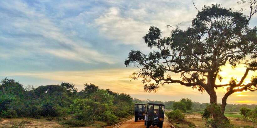 Yala National Park: Morning or Afternoon Golden Hour Safari - The Animals Your Guide Is Actually Hunting: Leopards, Elephants, Sloth Bears