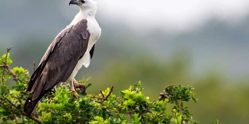 Yala National Park: Morning or Afternoon Golden Hour Safari - Entrance Fees, Cash in Rupees, and Real Value for $10