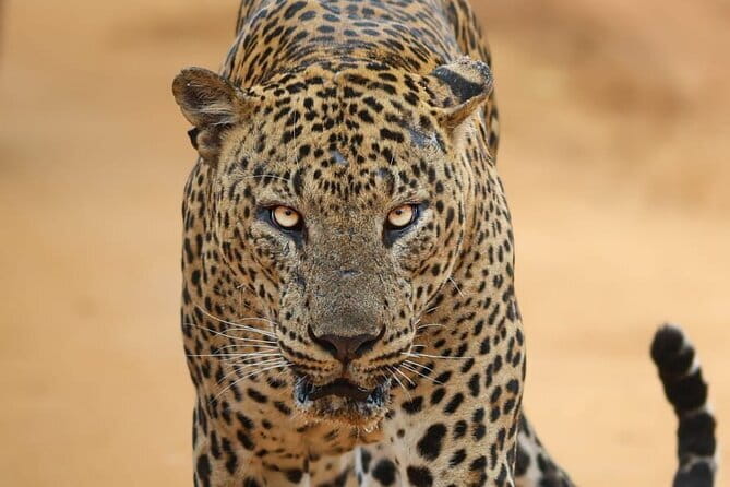 Yala National Park Morning or Afternoon Leopard Safari - Quick Hit Checklist Before You Go