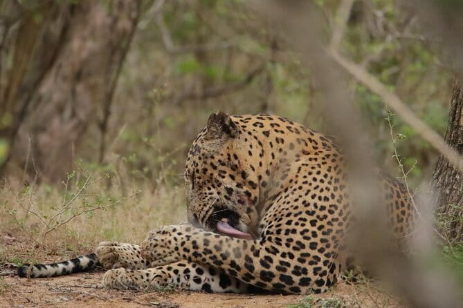 Yala National Park Morning or Afternoon Leopard Safari - What This Yala Safari Actually Feels Like