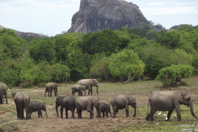 Yala National Park Morning or Afternoon Leopard Safari - Sustainability Talk: How to Judge It With a Practical Lens