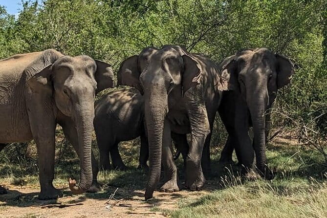Yala National Park Morning or Afternoon Leopard Safari - Price and Value: The Real Budget for Yala