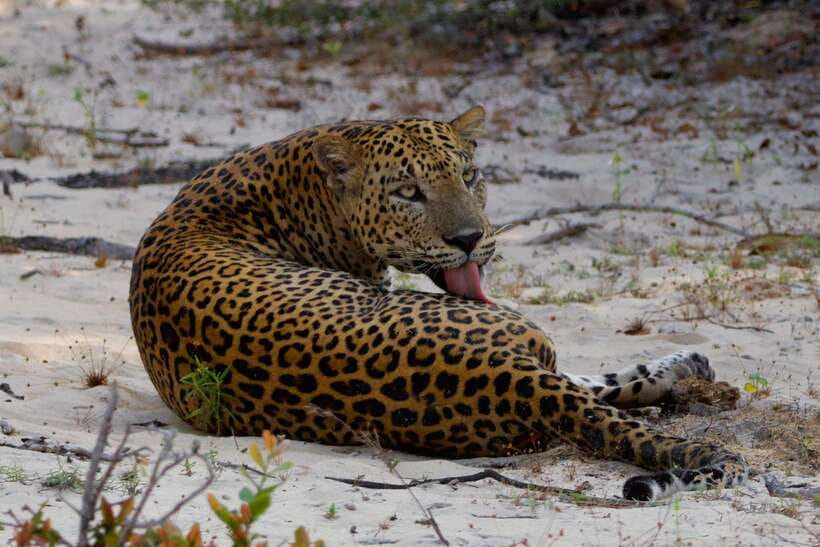 Yala National Park: Morning or Afternoon Safari ( 5 h ) - Who Should Book This Yala Half-Day Safari