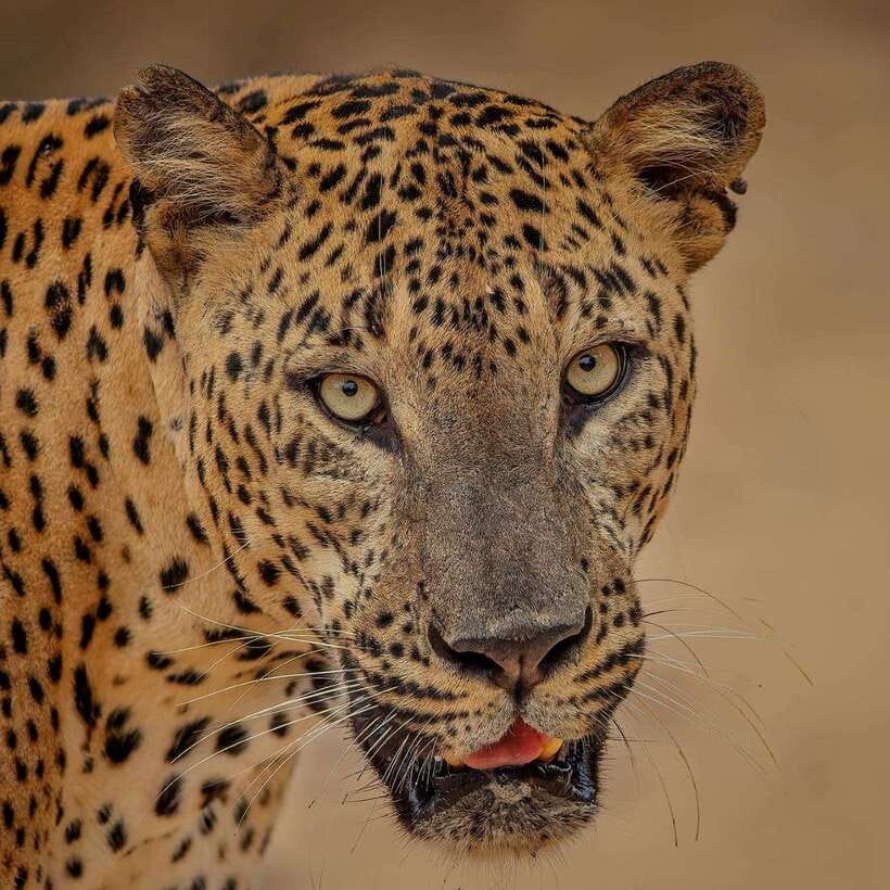 Yala National Park: Morning or Afternoon Safari ( 5 h ) - Morning vs Afternoon Safari: Same Trip Length, Different Day Energy
