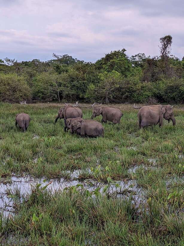 Yala National Park: Morning or Afternoon Safari ( 5 h ) - Inside Yala for 4 Hours: What Your Time Is Actually For