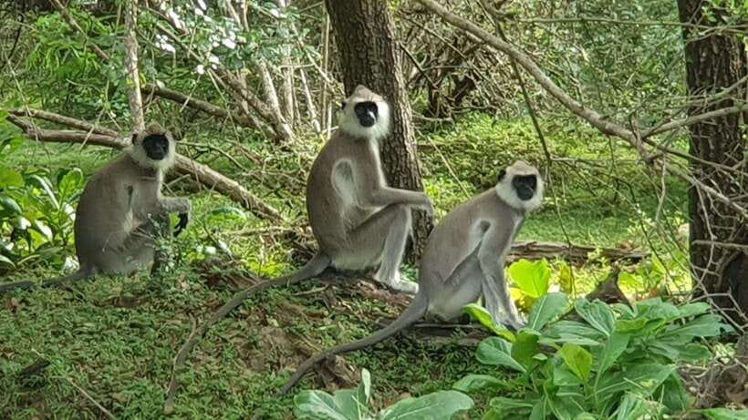 Yala National Park: Morning or Afternoon Safari ( 5 h ) - Photography Moments: When the Park Offers More Than One View