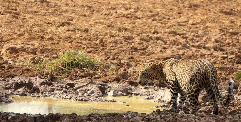 Yala National Park: Morning or Afternoon Safari ( 5 h ) - The Small Things That Affect Your Safari Big Time