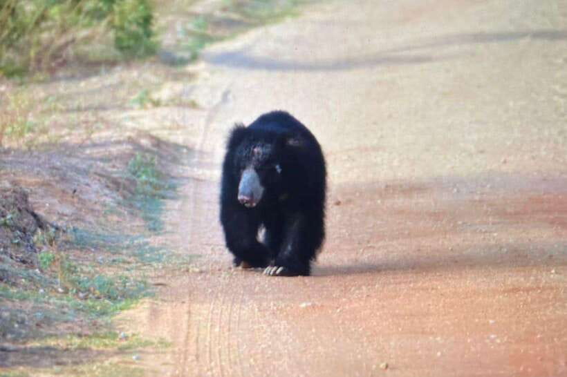 Yala National Park: Morning or Afternoon Safari ( 5 h ) - Where You Get Picked Up and Dropped Off (So You Don’t Fight Traffic)