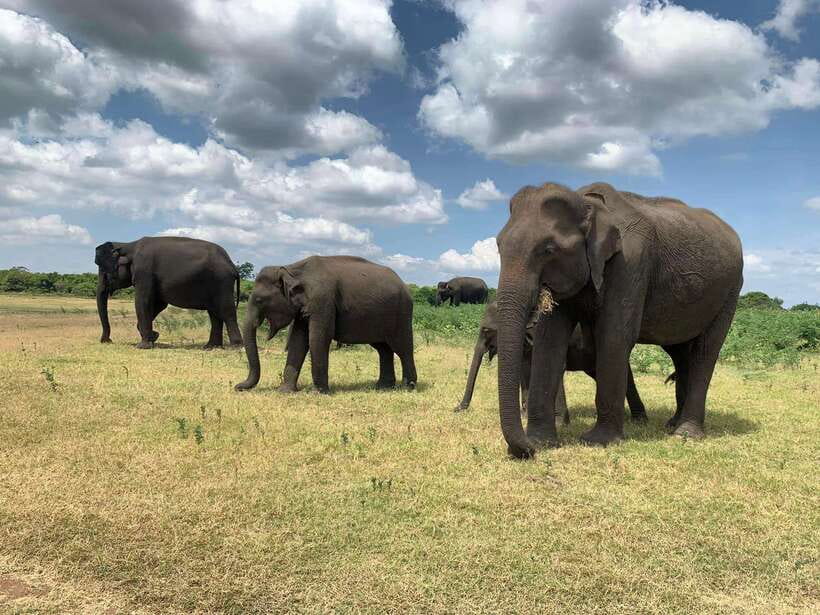 Yala National Park: Morning or Afternoon Safari Tour (5 h) - Key highlights to know before you go