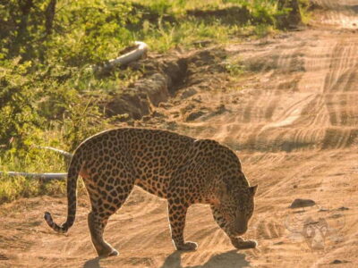 Yala National Park: Morning or Afternoon Safari Tour (5 h)