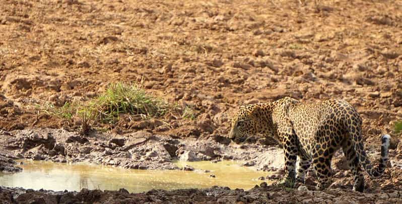 Yala National Park: Morning or Afternoon Safari Tour (5 h) - Wildlife targets: what you’re likely to see (and how to think when you don’t)