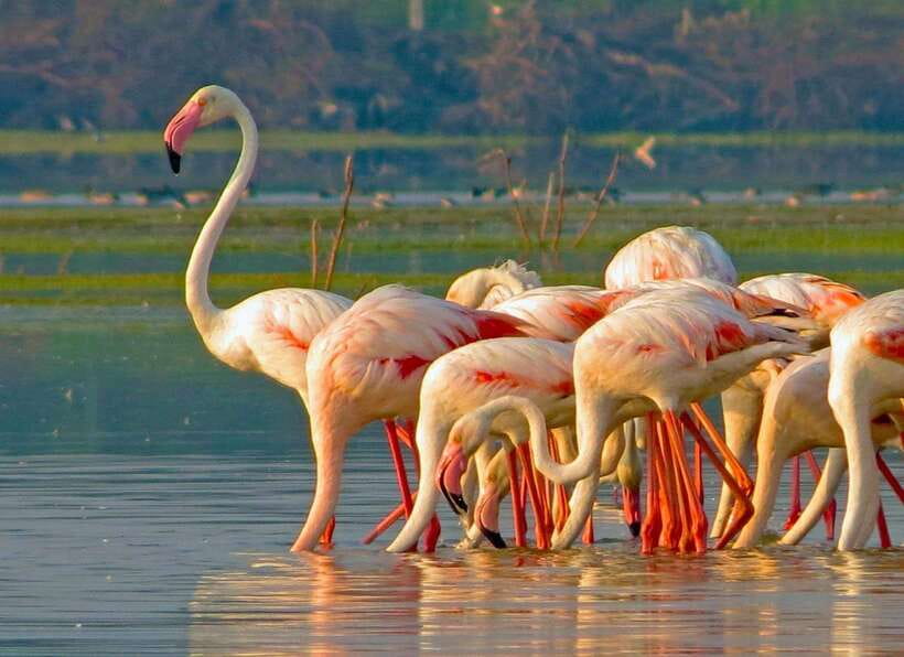 Yala National Park: Morning or Afternoon Safari Tour (5 h) - Price and value: what $16 covers, and what you’ll pay extra