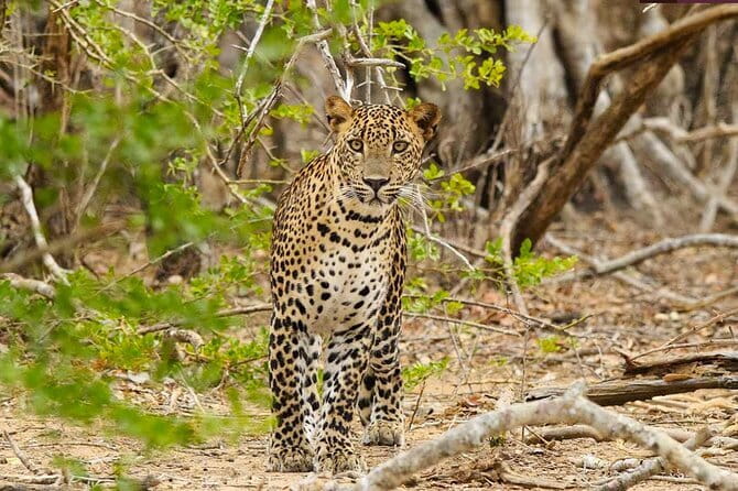 Yala National Park Private Jeep Safari From Colombo & Negombo - Door-to-door logistics from Colombo and Negombo