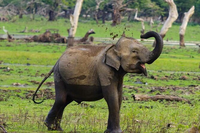 Yala National Park Private Jeep Safari From Colombo & Negombo - Yala in a 4x4 open jeep: what you should look for