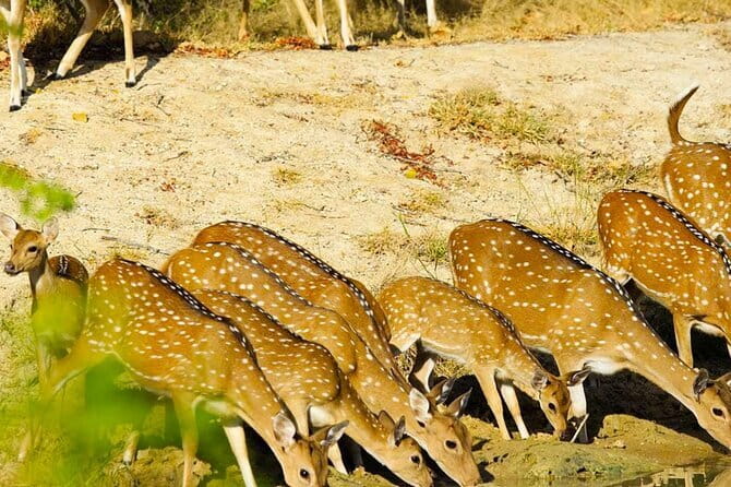 Yala National Park Private Jeep Safari From Colombo & Negombo - The Tissamaharama meal stop before safari