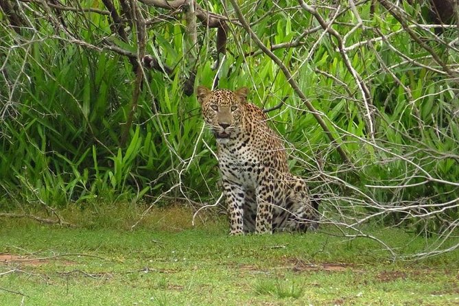 Yala National Park | Private Safari - Key points to know before you go