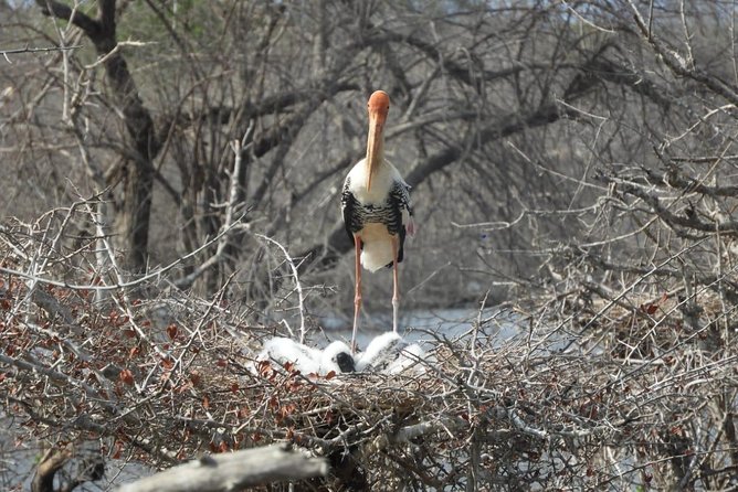 Yala National Park | Private Safari - Private 4WD logistics: small jeep, big control