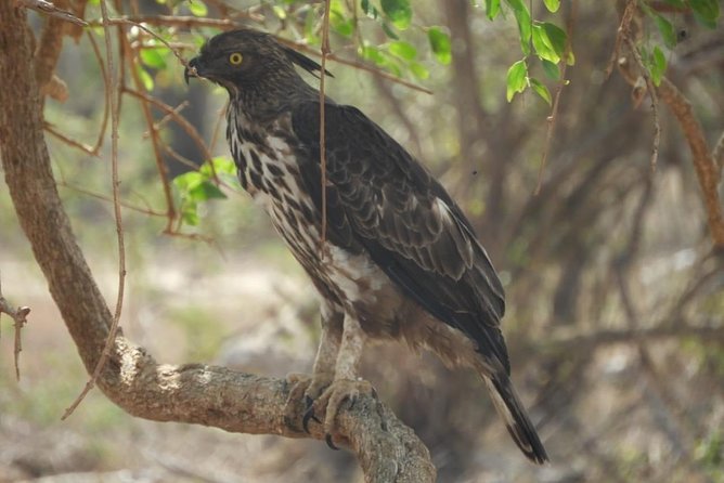 Yala National Park | Private Safari - Timing and seasons: January to July changes your odds