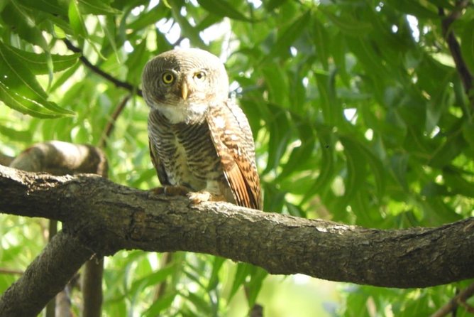 Yala National Park | Private Safari - Tickets, cash entrance fees, and what the price really covers