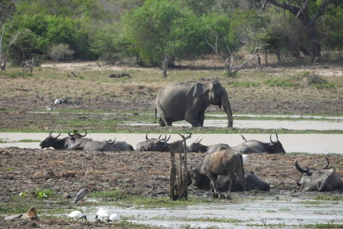Yala National Park | Private Safari - Driver quality and spotting power, not just driving