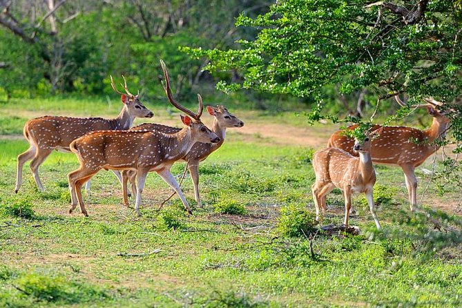 Yala National Park Private Safari (All Inclusive) From Mirissa - Why Yala at 4:00am is the whole point