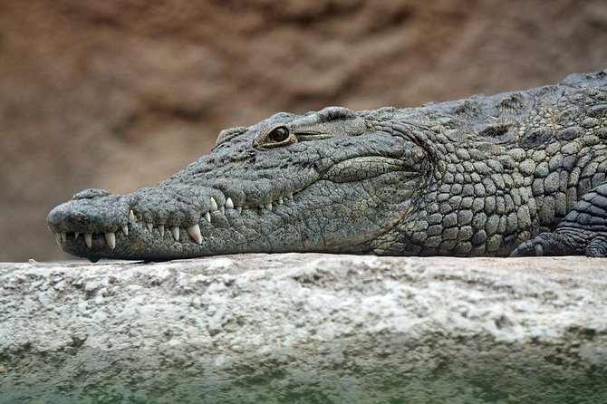 Yala National Park Private Safari (All Inclusive) From Mirissa - Safari jeep time: what you’re really searching for