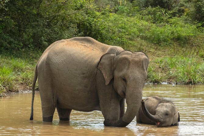Yala National Park Private Safari Tour - Key things I’d plan for in advance