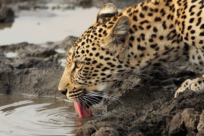 Yala National Park Private Safari Tour - Yala National Park: the leopard-and-elephant kind of day trip