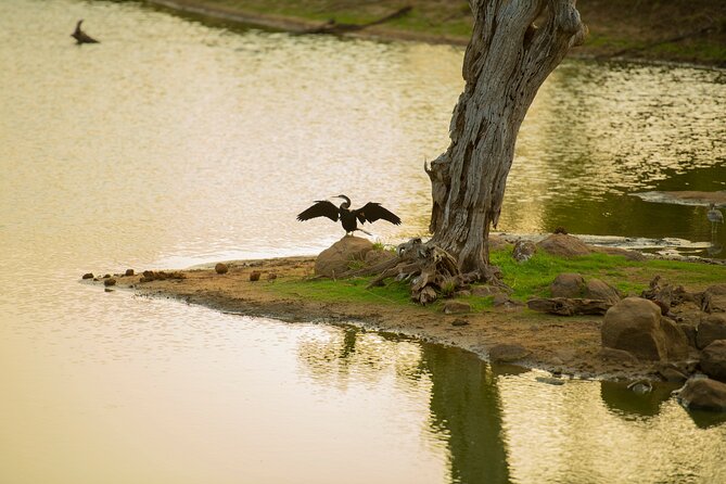 Yala National Park Private Safari Tour - Inside Yala: what you’re hoping to spot, and where variety helps