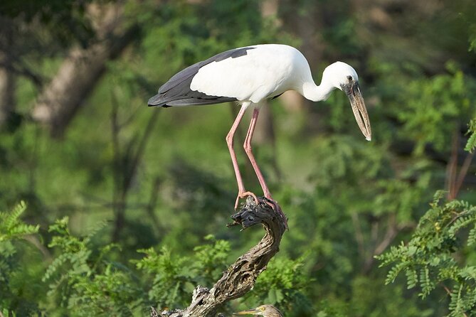 Yala National Park Private Safari Tour - The real advantage of a private safari: less friction, better focus