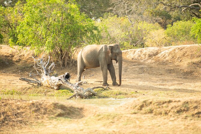 Yala National Park Private Safari Tour - What to bring, what to expect, and how to make the day smoother