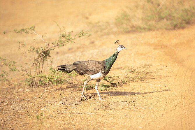 Yala National Park Private Safari Tour - The 12-hour flow: pickup, safari time, and a full-day commitment