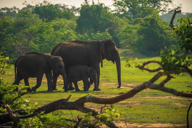 Yala National Park Private Safari trip from Galle/Unawatuna/Mirissa - Yala National Park from Galle, the easy way to do it