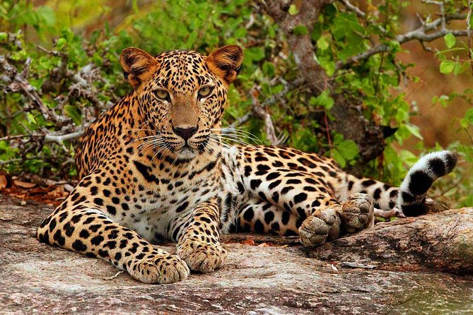Yala National Park Private Safari trip from Galle/Unawatuna/Mirissa - The early pickup trade-off, and how to handle it
