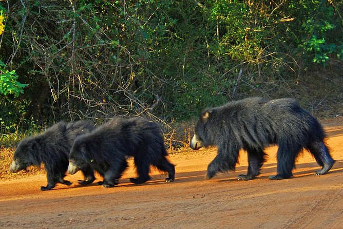 Yala National Park Private Safari trip from Galle/Unawatuna/Mirissa - Hotel pickup comfort, air-conditioned vehicle, and the small-group feel