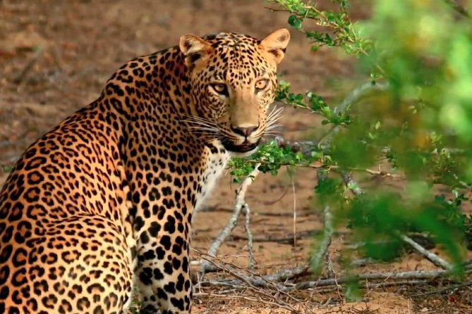 Yala National Park Private Safari trip from Galle/Unawatuna/Mirissa - Book it or pass it: my quick decision guide
