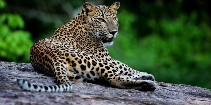 Yala National Park: Safari Experience at Dawn or Dusk - Wildlife highlights: leopards, elephants, sloth bears, and the rest of the cast
