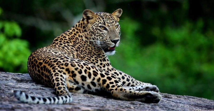 Yala National Park: Safari Experience at Dawn or Dusk - Pickup in the Yala area, and why meeting points matter