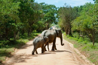 Yala National Park Safari |From Hambantota Port (Shore Excursion)