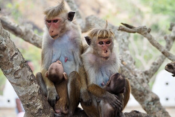 Yala National Park Safari from Hambantota port (Shore Excursion) - Price and Value: $45 Tour Price Plus the $40 Park Ticket