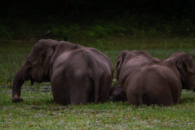 Yala National Park Safari from Hambantota port (Shore Excursion) - Comfort, Safety, and the Reality of a Wildlife Day