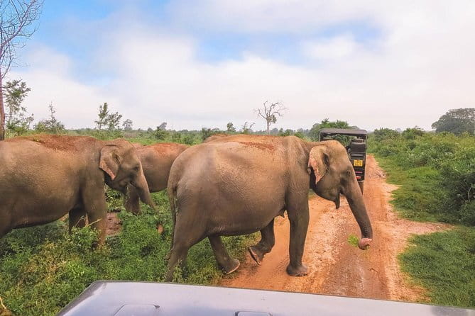 Yala National Park Safari from Hambantota port (Shore Excursion) - Who This Yala Safari Suits Best