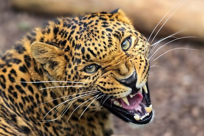 Yala National Park Safari from Hambantota port (Shore Excursion) - Should You Book This Yala Safari From Hambantota Port?