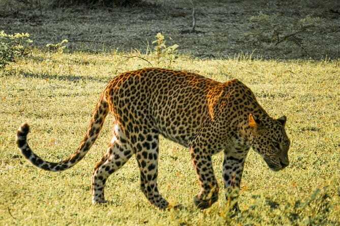 Yala National Park Safari from Hambantota Seaport - Key things to know before you go