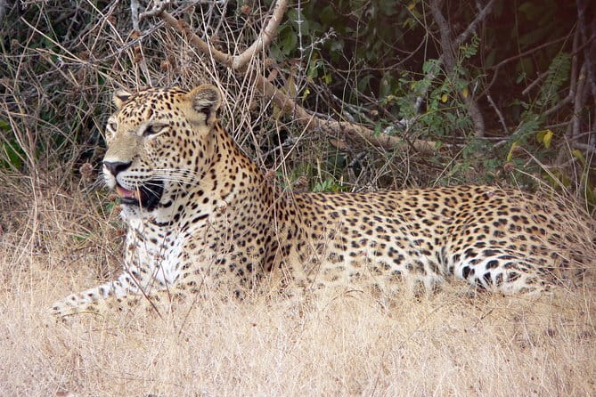 Yala National Park Safari from Hambantota Seaport - Why Yala from Hambantota Seaport fits short timelines